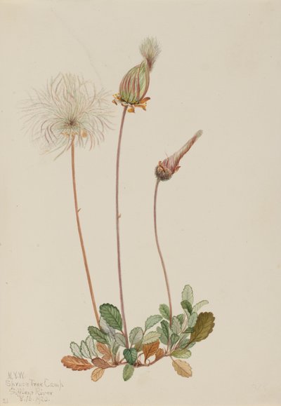 Yellow Dryad Fruit Dryas drummondii by Mary Vaux Walcott