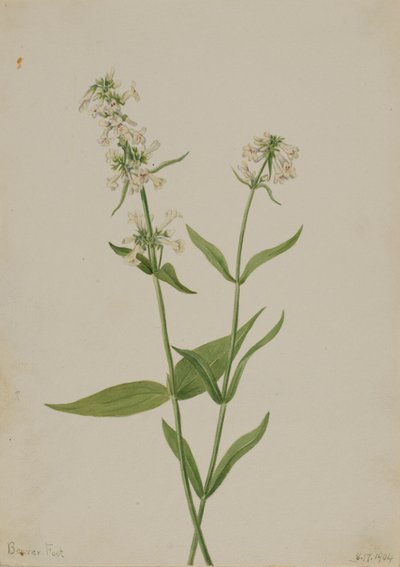 Yellow Pentstemon (Pentstemon confertus) by Mary Vaux Walcott