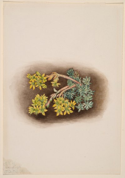Yellow Stonecrop (Sedum stenopetalum) by Mary Vaux Walcott