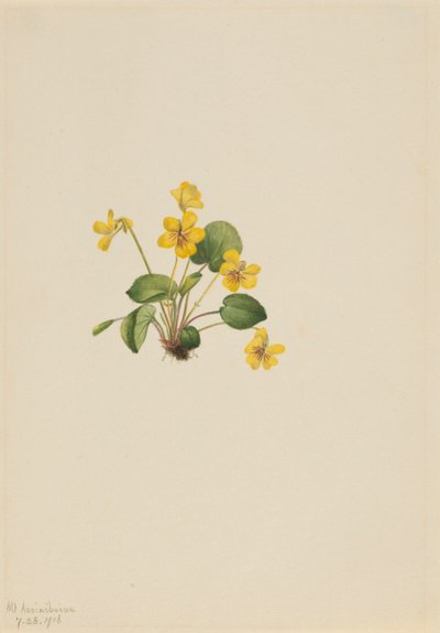 Yellow Violet Viola Orbiculata by Mary Vaux Walcott