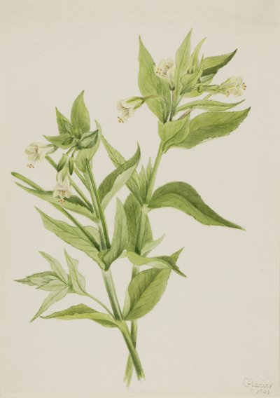 Yellow Willow-Weed Epilobium lutem by Mary Vaux Walcott
