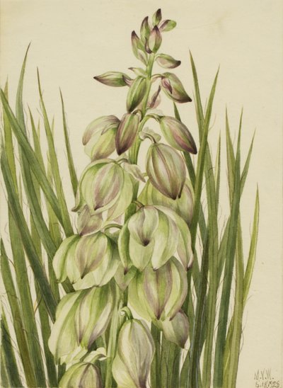 Yucca (Yucca baileyi) by Mary Vaux Walcott