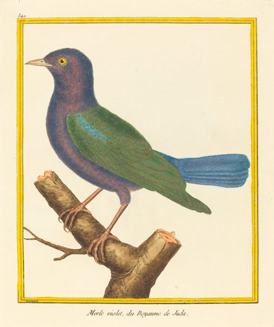 Merle Violet, du Royaume de Juda by Matinet