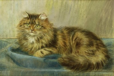 Persian Cat by Maud D. Heaps
