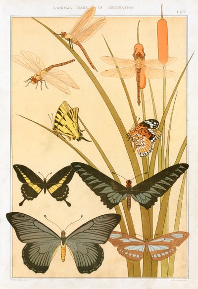 Butterflies, pub. 1897 by Maurice Pillard Verneuil