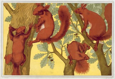 Squirrels, pub. 1897 by Maurice Pillard Verneuil