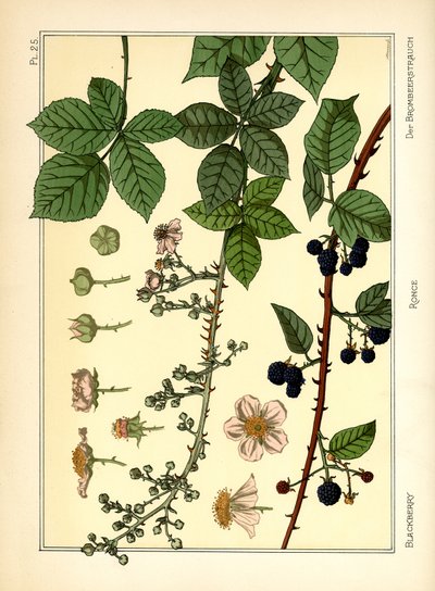 The Blackberry Bush by Maurice Pillard Verneuil