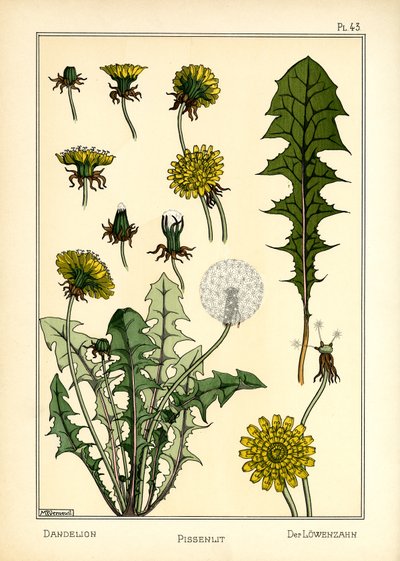 The Dandelion by Maurice Pillard Verneuil