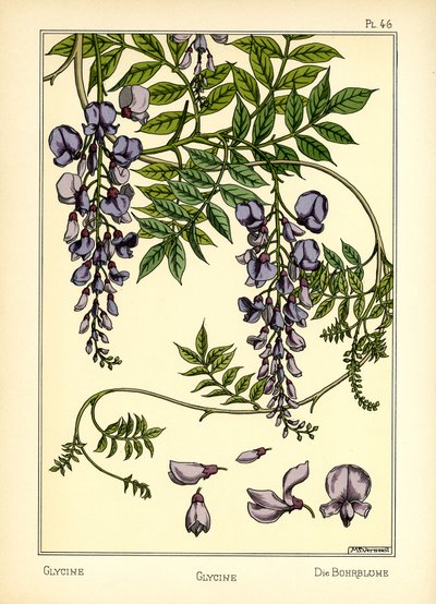 The Glycine by Maurice Pillard Verneuil