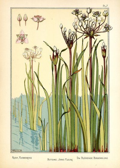 The Rush Flowering by Maurice Pillard Verneuil