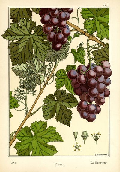 The Vine by Maurice Pillard Verneuil