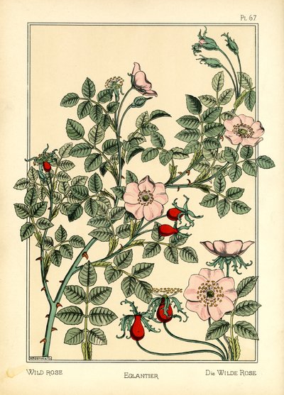 The Wild Rose by Maurice Pillard Verneuil