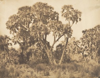 Palmiers Doums à Hamarneh by Maxime Du Camp