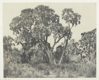 Doum Palms, Upper Egypt by Maxime Du Camp