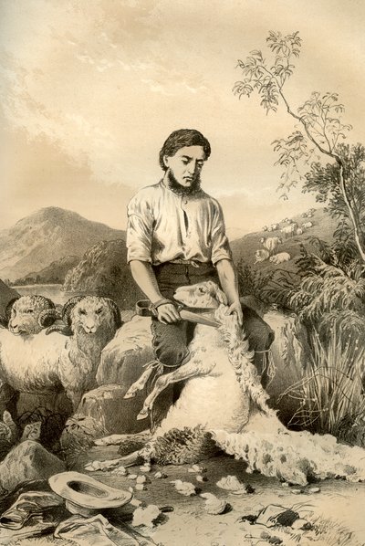 Sheep Shearing, 1879 by McFarlane and Erskine