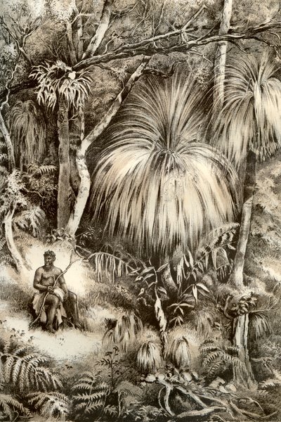 Tasmanian Forest Scene by McFarlane and Erskine