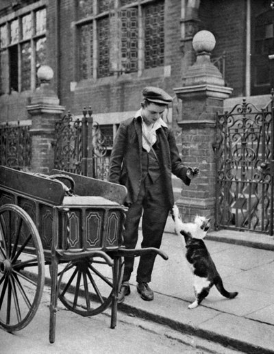 Cats meat man, London, 1926-1927 by McLeish