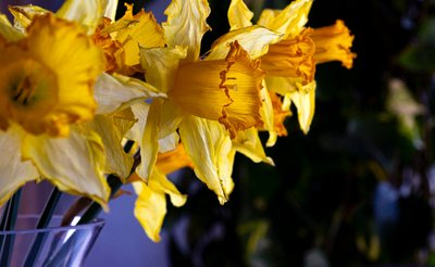 Flower Line by Melanie Hermine Lichterfeld