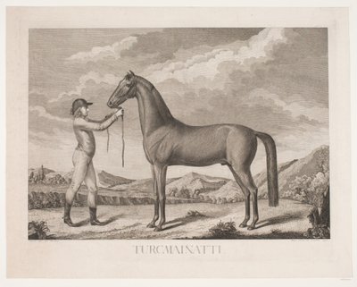 The Horse 