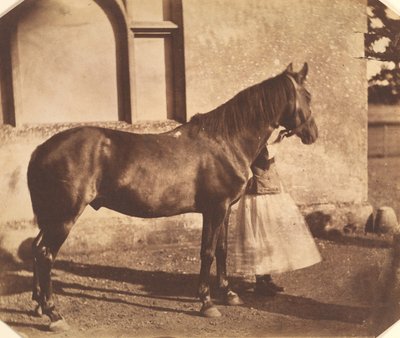 Sultan by Mervyn Herbert Nevil Story Maskelyne