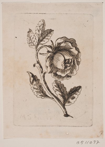 A Rose by Michael Fosie