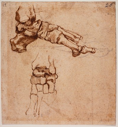 Anatomical Foot Study by Michelangelo (after) Buonarroti