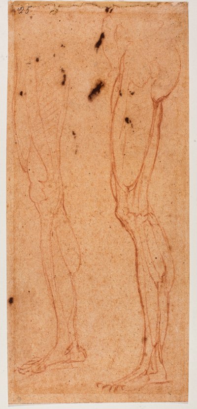 Leg Study by Michelangelo (after) Buonarroti
