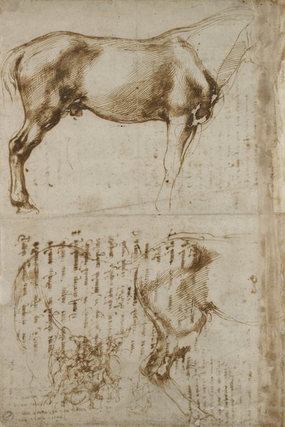 Anatomic Horse study, 1504 by Michelangelo Buonarroti