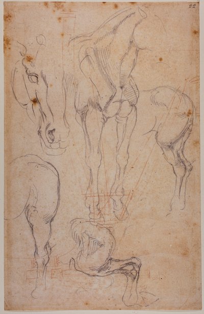 Anatomical Studies of a Horse by Michelangelo Buonarroti