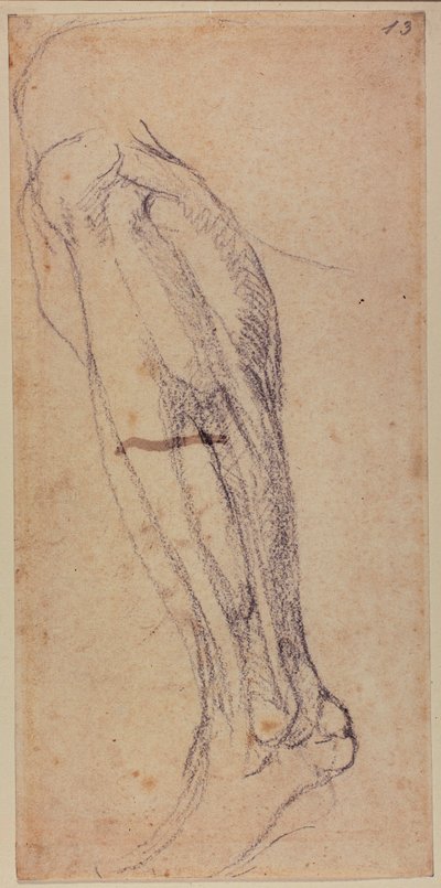 Leg Study by Michelangelo Buonarroti