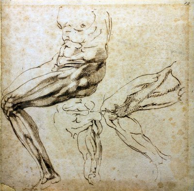 Studies of legs by Michelangelo Buonarroti