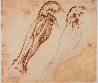 Two leg studies by Michelangelo Buonarroti