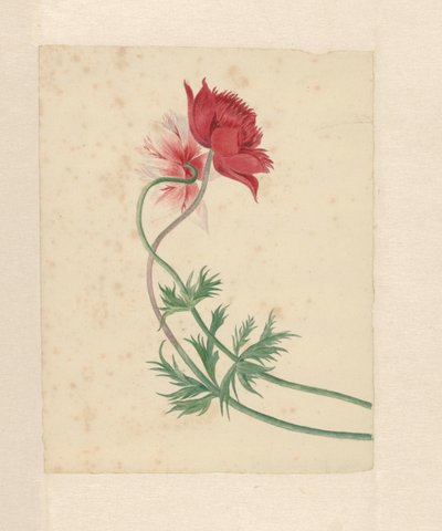 Two Branches Each with a Flower by Michiel Van Huysum
