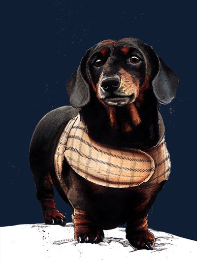Arthur The Dachshund on Midnight Blue by Mike Davis
