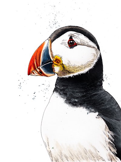 Clive The Puffin on White by Mike Davis