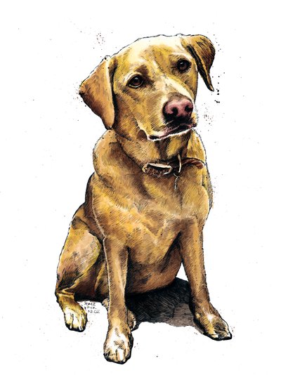 Daisy The Labrador on White by Mike Davis