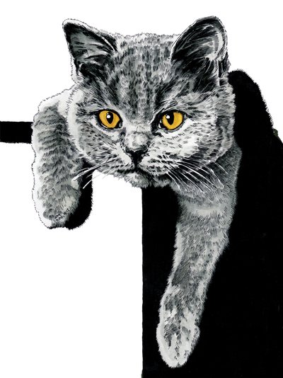 Flora The Kitten on White by Mike Davis