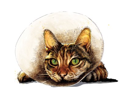 Get Well Cat on White, 2020 by Mike Davis