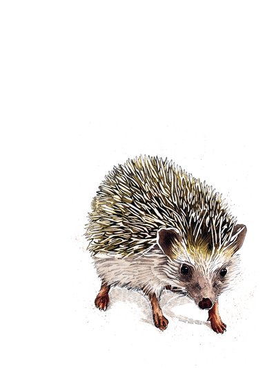 Kimchi The Hedgehog on White by Mike Davis