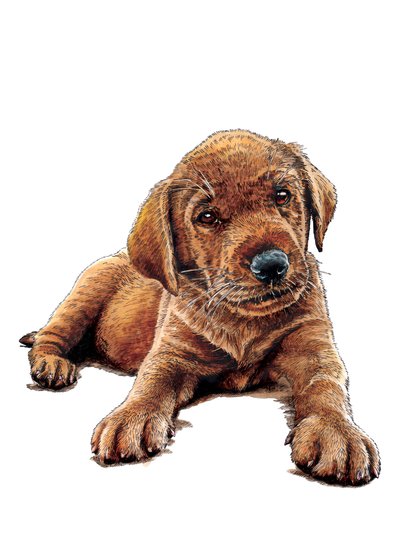 Marge The Puppy by Mike Davis