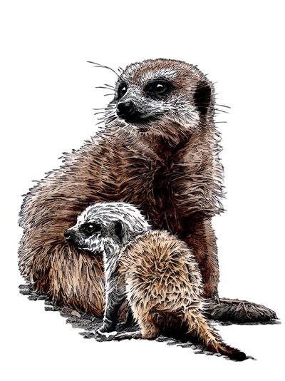 New Baby Meerkats on White by Mike Davis