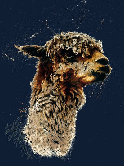 The Alpaca on Midnight Blue by Mike Davis