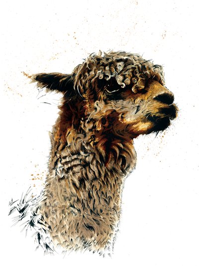 The Alpaca on White by Mike Davis