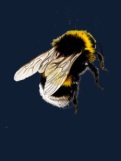 The Bee on Midnight Blue by Mike Davis