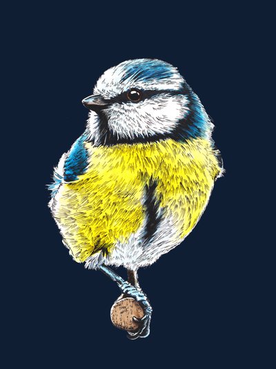 The Blue Tit on Midnight Blue by Mike Davis