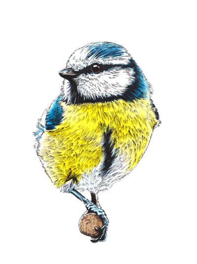 The Blue Tit on White by Mike Davis