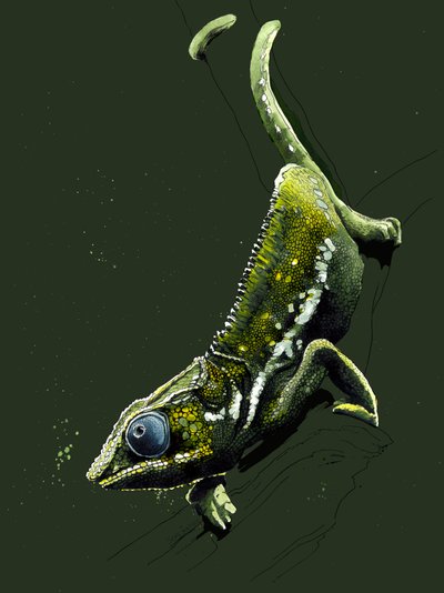 The Chameleon on Forest Green by Mike Davis