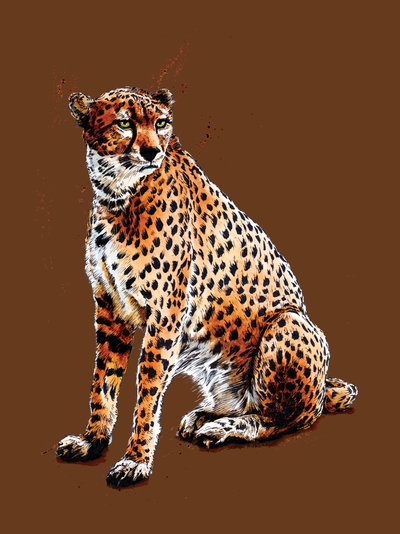 The Cheetah on Burnt Orange by Mike Davis