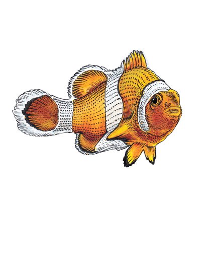 The Clownfish on White by Mike Davis