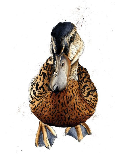 The Duck on White by Mike Davis